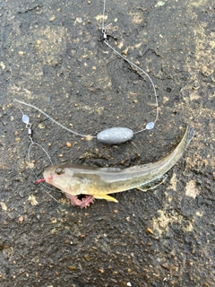 マハゼの釣果