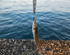 カマスの釣果