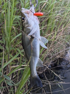 セイゴ（マルスズキ）の釣果