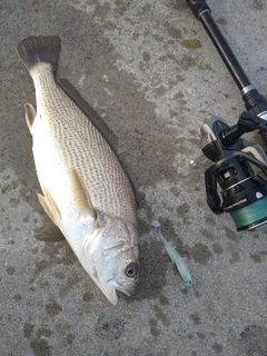 イシモチの釣果