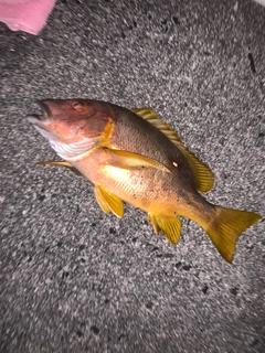 シブダイの釣果