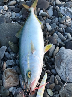 ワカシの釣果