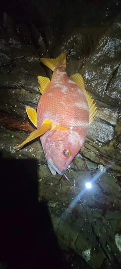 シブダイの釣果