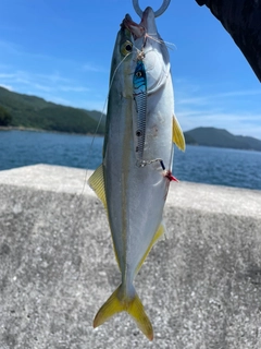 ハマチの釣果