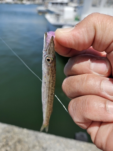 カマスの釣果