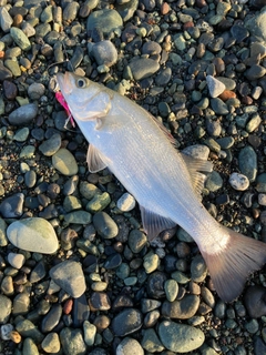 フッコ（マルスズキ）の釣果