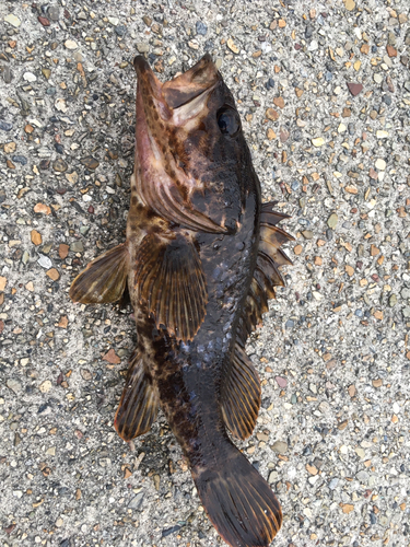 タケノコメバルの釣果