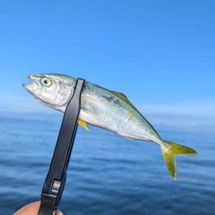 ワカシの釣果