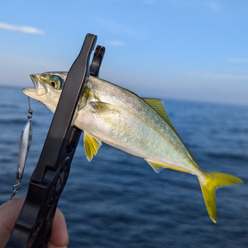 ワカシの釣果