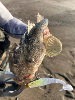 マゴチの釣果