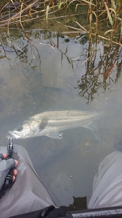 スズキの釣果