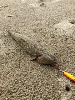 エソの釣果