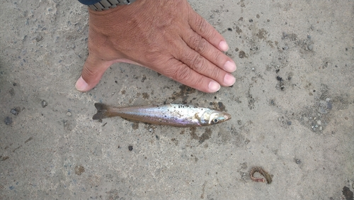 キスの釣果