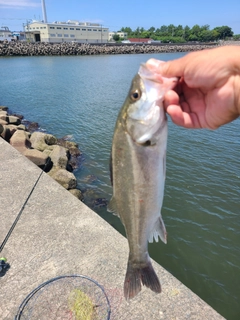 セイゴ（マルスズキ）の釣果