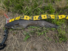 ナマズの釣果