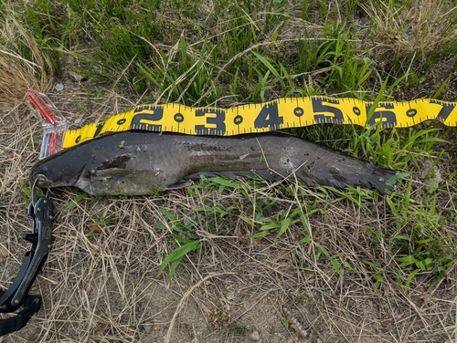 ナマズの釣果