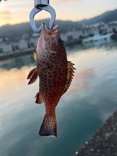 オオモンハタの釣果