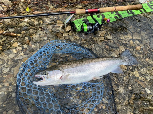 ニジマスの釣果