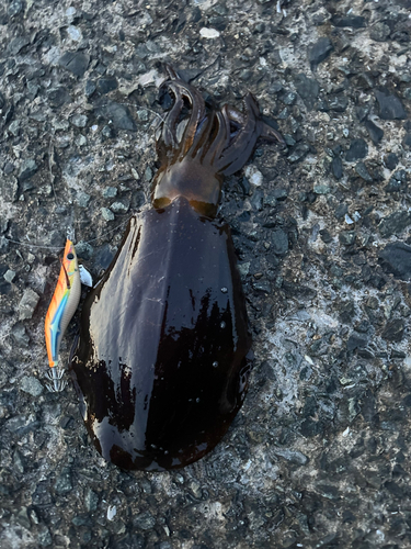 アオリイカの釣果