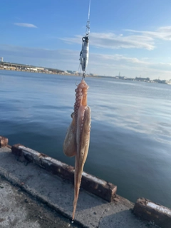 タコの釣果