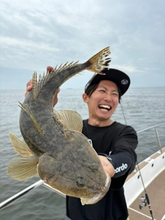 マゴチの釣果