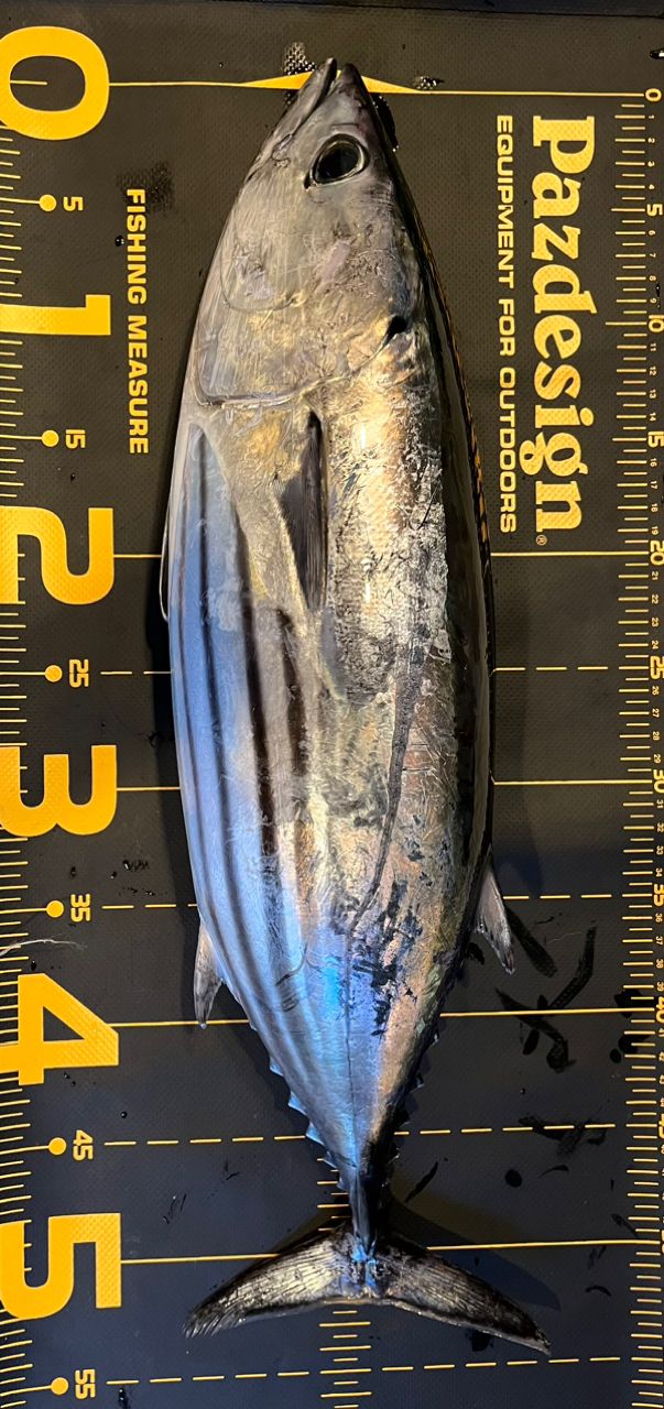 Sea🎣saaaaa〜さんの釣果 2枚目の画像