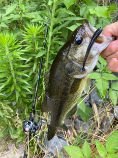 ラージマウスバスの釣果