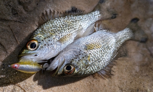 ジャングルパーチの釣果