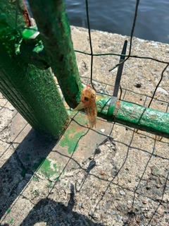 マハゼの釣果