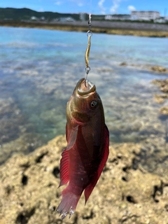 メギスの釣果