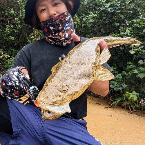 ミナミマゴチの釣果