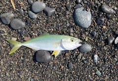 ワカシの釣果