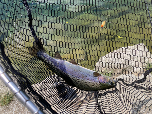 ニジマスの釣果