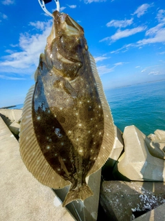 ヒラメの釣果