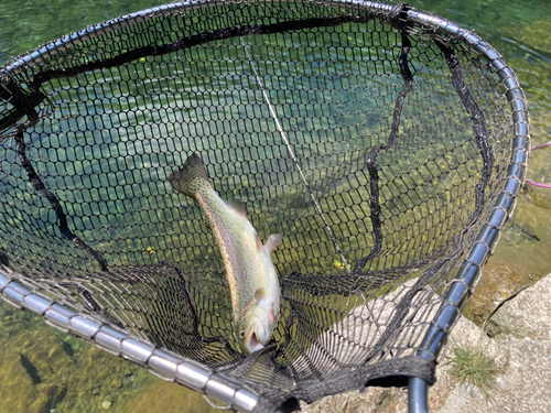 ニジマスの釣果