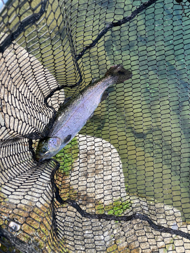 ニジマスの釣果