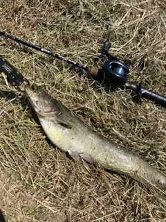 ナマズの釣果