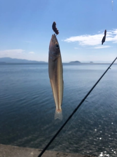 シロギスの釣果