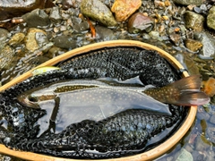 イワナの釣果