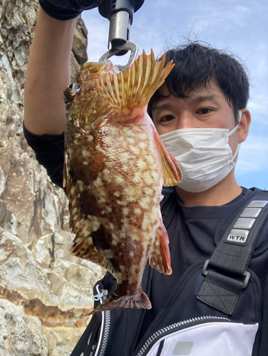 ウッカリカサゴの釣果