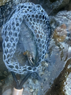 アマゴの釣果