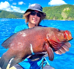 クロハタの釣果