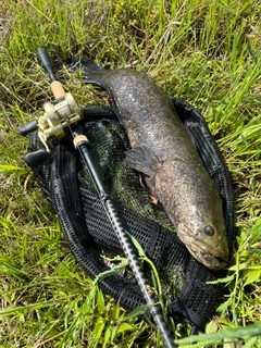 ライギョの釣果