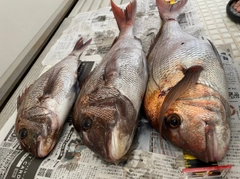 マダイの釣果