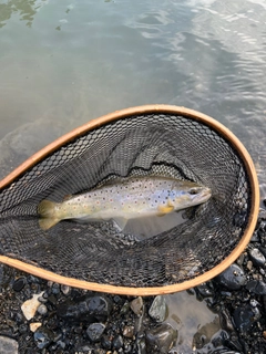 ブラウントラウトの釣果