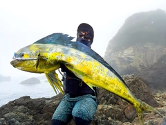 シイラの釣果