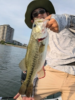 ラージマウスバスの釣果