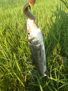 ニゴイの釣果