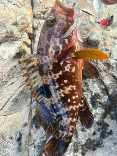 アコウの釣果