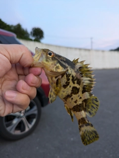 タケノコメバルの釣果